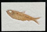 Knightia Fossil Fish - Wyoming #32925-1